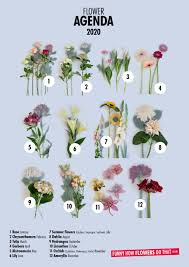 Maybe you would like to learn more about one of these? Houseplants Of The Month And The Flower Agenda For 2020 Selected Flower Council