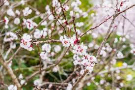 We did not find results for: Premium Photo Flowering Almond Trees During The Spring In A Mediterranean City