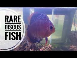 14 jenis ikan hias terindah yang mudah dipelihara di aquarium — kadang saat merasa lelah dengan aktivitas harian, kita hanya ingin rebahan dan tidak melakukan sesuatu. Aquascape Aquatic Videos