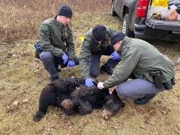 DNR now hiring conservation officers for January 2025 ...