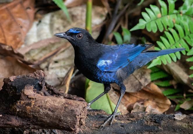 Bird Watching in Sanjay Gandhi National Park - Jungle Buddies