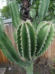 Image result for Emilia abyssinica