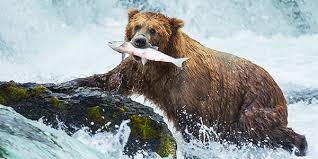Grizzly Bear National Wildlife Federation