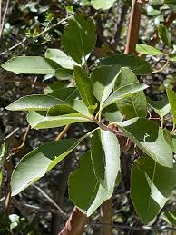 Image result for Andrachne