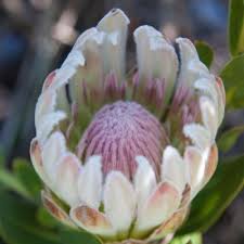 Image result for Protea rupestris