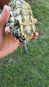 Anyone know what's this coming out from his anus? : r/turtle