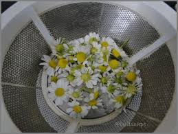 Maybe you would like to learn more about one of these? Dry And Store Chamomile At Home For Herbal Tea Gardening For Beginners