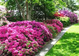 Pin On Flower Power