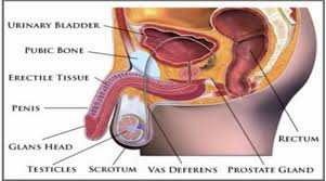 Equally, if you eat in a big surplus of calories (anything over +500) — the rest of the weight you gain will be fat. Sex Increasing Tips Home Remedies To Get Bigger And Stronger Penis Naturally