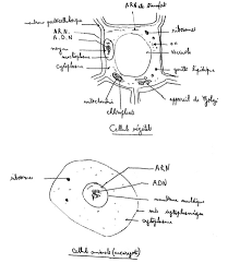 Maybe you would like to learn more about one of these? Typical Student Drawing Of An Animal And A Plant Cell From Clement Download Scientific Diagram