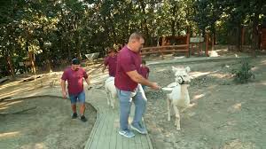 See more of norbert novenyi jr. Robirtok A Helyettesitok A Robirtokon Facebook
