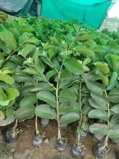 Guava Fruit View