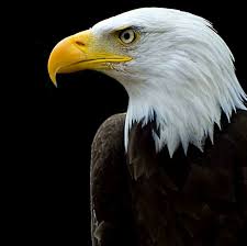 images?q=tbn:ANd9GcT0eEjk0JRNjUgrQV7w7Ez