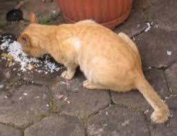 Check spelling or type a new query. Inilah Jawabannya Apakah Kucing Boleh Dikasih Makan Nasi Belajar Beternak