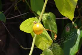 Image result for Ctenolepis cerasiformis