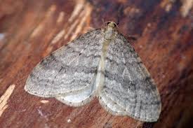 Image result for Operophtera fagata