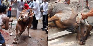 Watch video of black camel qurbani 2013 submitted by aalia khan on oct 15, 2013. Here Is What You Need To Know About Offering Qurbani For The Dead Parhlo Com