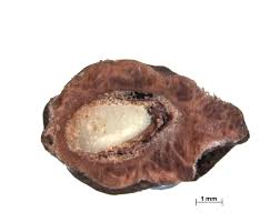 Image result for Lannea