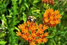 BEES OF PATOKA LAKE with PARK RANGER JIM MERKLEY
