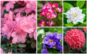 The climate in florida allows its gardeners to enjoy blooms all year long. 35 Beautiful Florida Shrubs Photos Garden Lovers Club