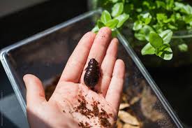 Maybe you would like to learn more about one of these? Hand Holding A Juvenile Giant Burrowing Cockroach By Dominique Chapman