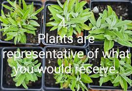 Image result for Veronica abyssinica