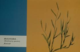 Image result for Urochloa dictyoneura
