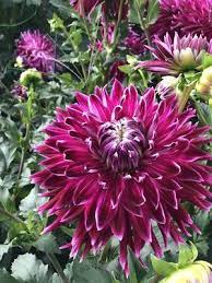Vancouver Dahlia Beautiful Flowers Beautiful Red Roses