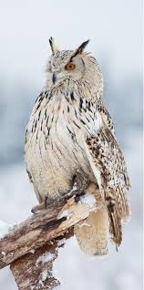 Sonkan Yildiz Adli Kullanicinin Animals Panosundaki Pin Yirtici Kuslar Kus Owl