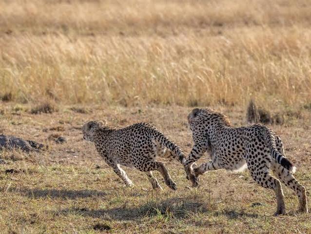 Conservationists question how India's imported cheetahs will adapt to new home - RFI