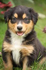 English Shepherd Dogpress English Shepherd English Shepherd Puppy Farm Dogs
