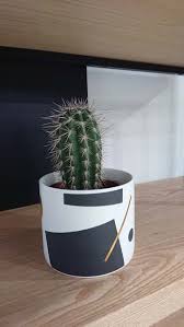 I remove them from the pot and try to identify who to separate first, based on where it's easiest to start. Cactus Desert Type Guide Our House Plants