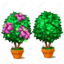 We did not find results for: Two Miniature Trees In Pots On The One Tree Blossomed Magical Pink Flower Vector Plant Illustration Isolated On White Background Royalty Free Cliparts Vectors And Stock Illustration Image 86371334