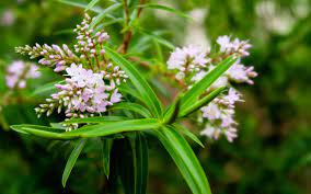 Maybe you would like to learn more about one of these? 5 Native Bee Friendly Plants Nz Flora That Bees Love