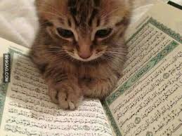 Gambar, kucing, lucu, 150, gambar, gambar name : Kucing Lucu Alessandria387 Profil Pinterest