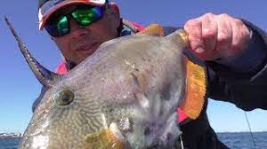 Catching And Smoking A Leather Jacket Fish Youtube