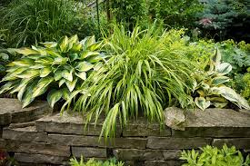 Image result for Hackelochloa