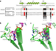 A Genetically Encoded Tool For Manipulation Of Nadp Nadph In Living Cells Nature Chemical Biology