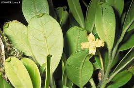 Image result for Monimiaceae