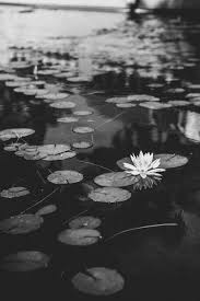 Black And White Lily Pad Black And White Lily Pads With Images