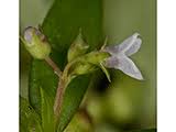 Image result for Oldenlandia angolensis