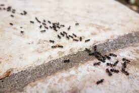 Getrockneter oder frischer lavendel ist bei ameisen nicht besonders beliebt; Hausmittel Gegen Ameisen Was Hilft Wirklich Plantura