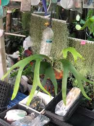 Image result for Platycerium