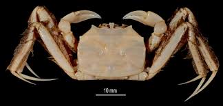Image result for Crabbea velutina