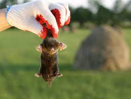 Interesting facts about the mole. How To Tell The Difference Between Moles Voles And Gophers