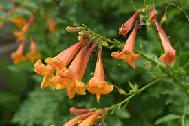 Image result for Cantua