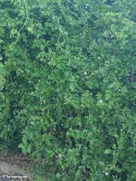 Image result for Jasminum fluminense