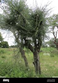 Image result for Commiphora africana