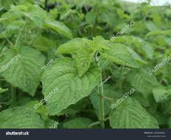 Image result for Mesosphaerum