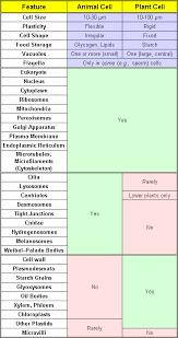 What Are The Differences And Similarities Of Animal And Plant Cells Quora